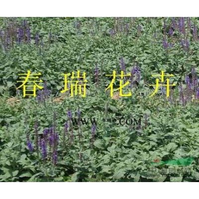 国槐，白蜡，雪松，法桐