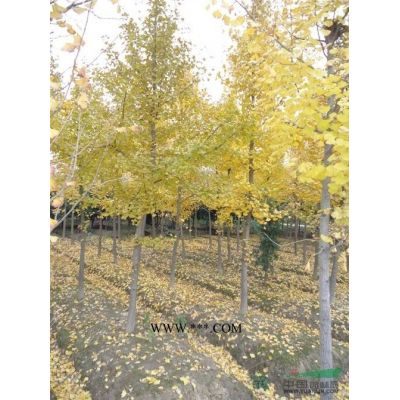 雪松高3—5米供应/雪松高3—5米图片