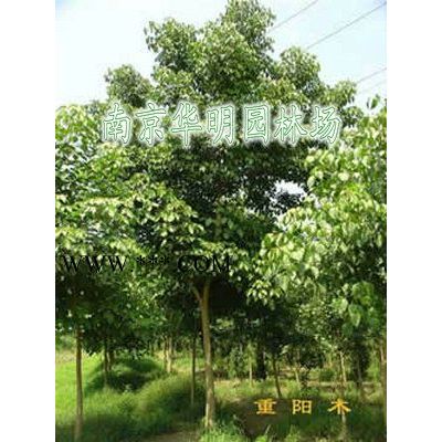 优惠供应2米雪松，3米雪松，4米雪松，5米雪松，6米雪松
