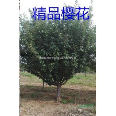 江苏红叶石楠球,红梅，绿梅、美人梅、游龙梅、南天竺、雪松、