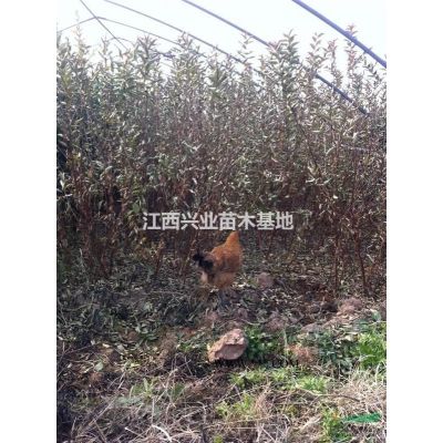 1米至1.5米高雪松苗