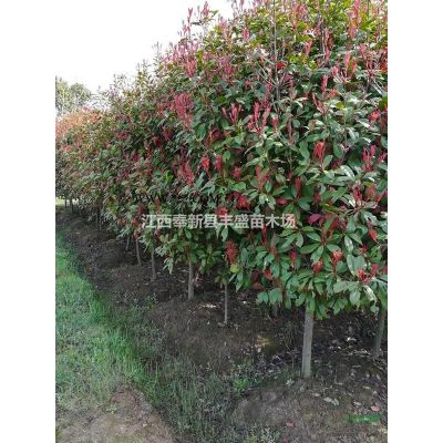 江西雪松价格、宜春奉新雪松价格、南昌雪松*新价格、雪松便宜