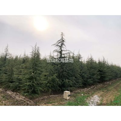 西安市周至县3.5-4m雪松1000棵，每棵10元。