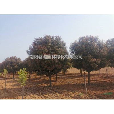 河南供应3米—6米雪松