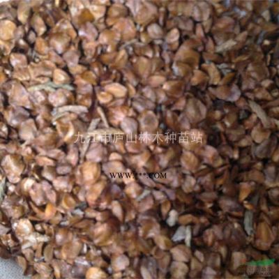 供应印度*雪松种子 批发林木种子 批发种苗 庐山林木种苗站