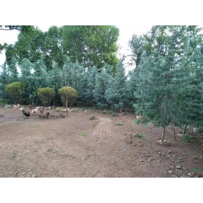 雪松树袋苗大量出售