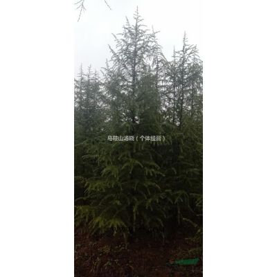 4000棵雪松售卖（4米）