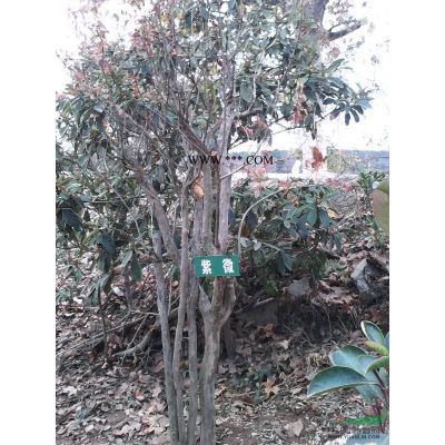 江西雪松信息