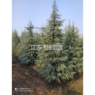 雪松广玉兰白玉兰红叶石楠