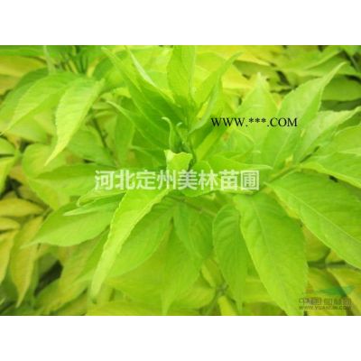 未来几年雪松价格行情如何？图1