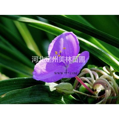 未来几年雪松价格行情如何？图3