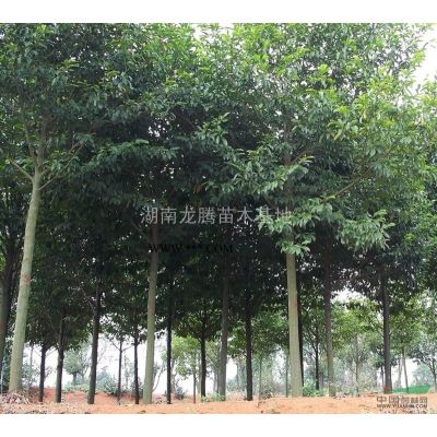 湖南杜鹃供应   红豆杉、雪松、松柏、兰天竹、丝兰