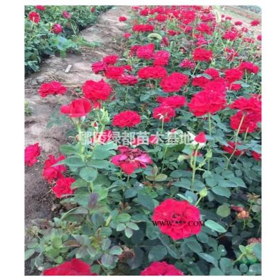 出售雪松 批发雪松 雪松价格 雪松种植基地
