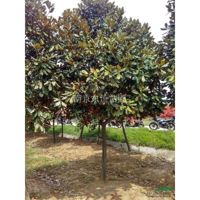 南京地区雪松小苗1.5米，2米价格