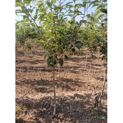 1/10米雪松农户直销