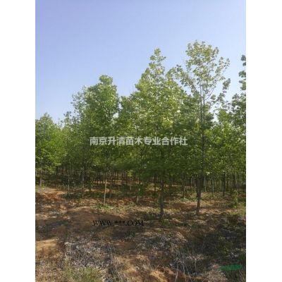 南京地区供应精品雪松（2-10米）