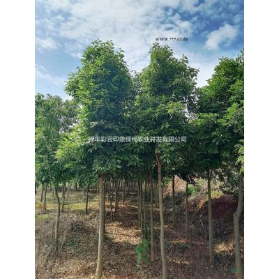 优质特价雪松产地直销