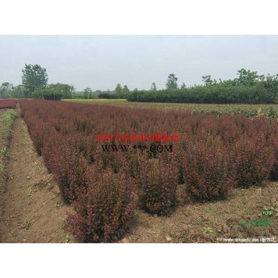 万绿园林榉树价格_榉树图片_榉树产地_榉树绿化苗木苗圃基地