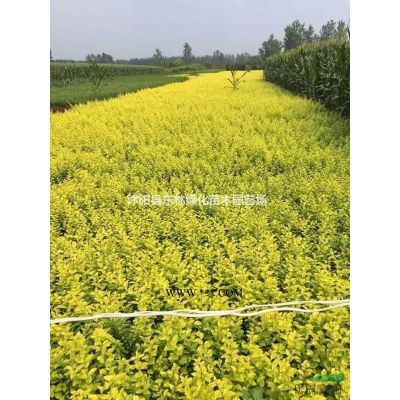 青皮竹价格、青皮竹图片、青皮竹基地直销