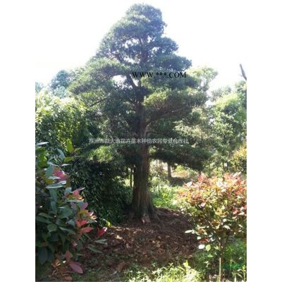 10公分桂花、高杆精品桂花、湖南桂花价格、基地价格直销