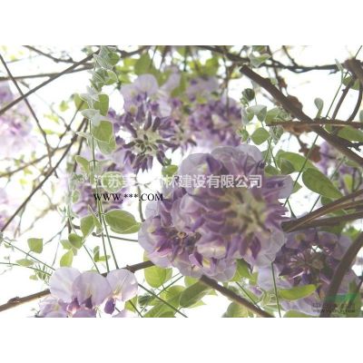 茶花价格_茶花图片_茶花产地_山茶花绿化苗木苗圃基地