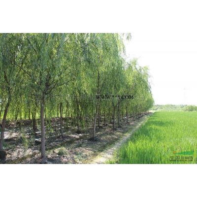 *低价供应吉祥草，浙江杭州萧山苗圃自产自销