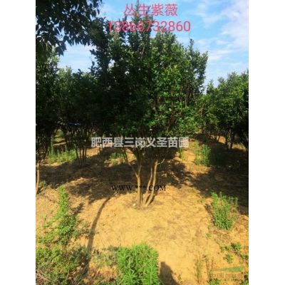 广玉兰、广玉兰12—20公分低价出售