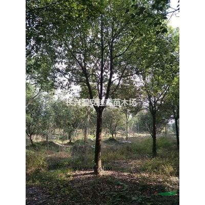 湖州供应低价移栽广玉兰10-18公分