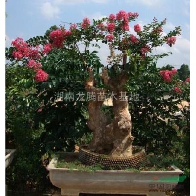 供应湖南罗汉松、桂花、广玉兰、杜英、杜鹃等规格*，价格实。