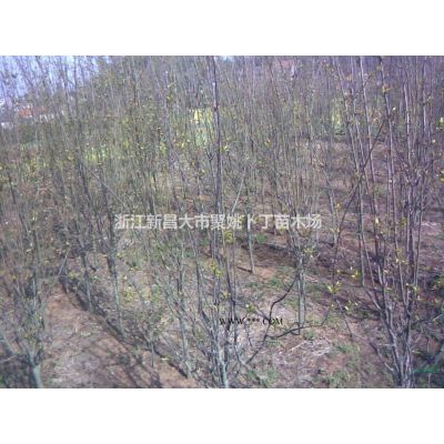 供应大广玉兰19--22公分，价廉，质优