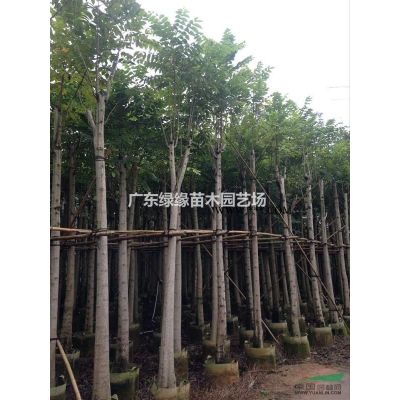 广东火焰木7-15公分价格