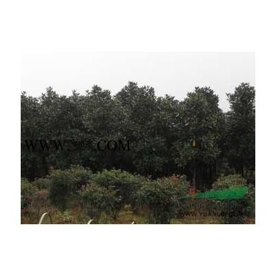 广玉兰，2公分广玉兰，3公分-25公分广玉兰