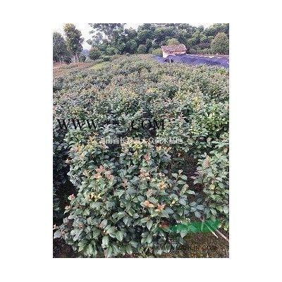 湖南广玉兰基地