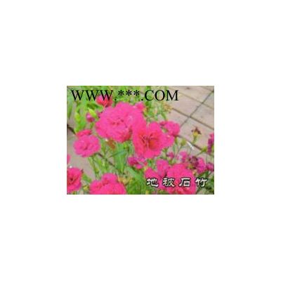 清地处理观赏海棠3cm一4cm