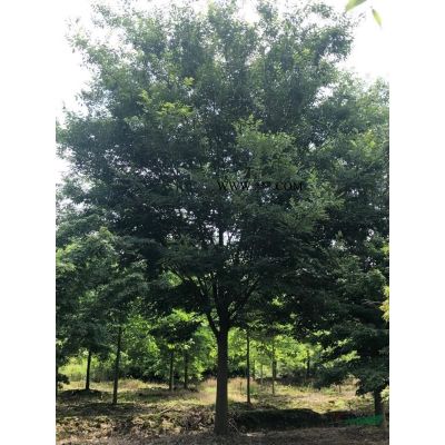 浙江供应12-75公分朴树、精品移植朴树价格、朴树图片