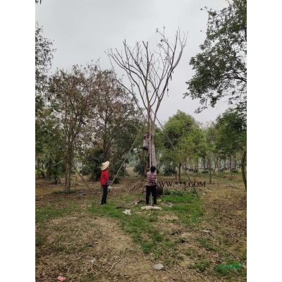 辣肠树