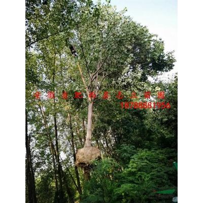 安徽鸡爪槭种植基地-安徽鸡爪槭低价出售-安徽鸡爪槭产地
