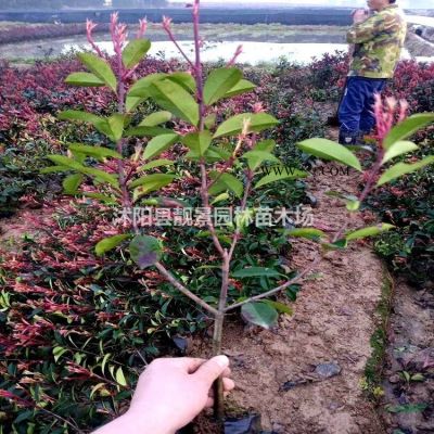 红叶小檗小苗 紫叶小波一棵多少钱
