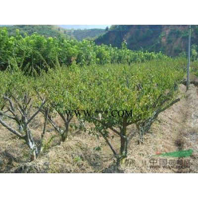 可供苏州广玉兰8-12公分、南通广玉兰价格