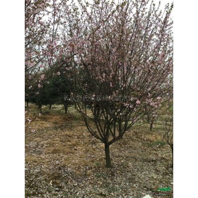 浙江[玉兰]/浙江玉兰价格/报价