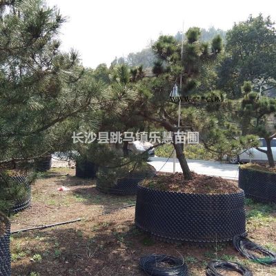 湖南长沙绿化苗木基地优价供应高度30-50cm杜鹃杯苗