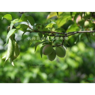 香樟、桂花、朴树、无患籽、榉树、广玉兰