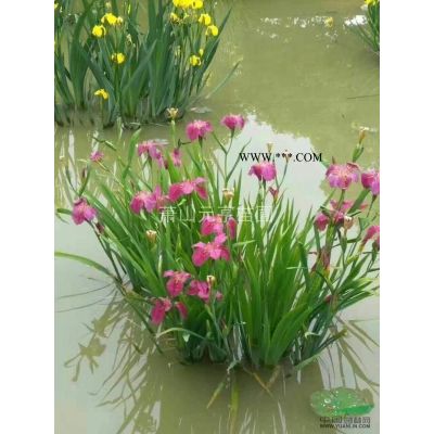 精品红花檵木毛球红继木毛球