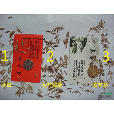 怎样播种紫藤紫薇紫玉兰广玉兰青枫红枫元宝枫蜡梅花等种苗包邮图1