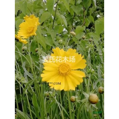 怎样播种紫藤紫薇紫玉兰广玉兰青枫红枫元宝枫蜡梅花等种苗包邮图3
