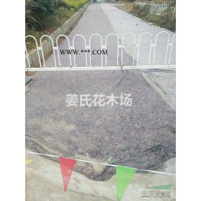 怎样播种紫藤紫薇紫玉兰广玉兰青枫红枫元宝枫蜡梅花等种苗包邮图2
