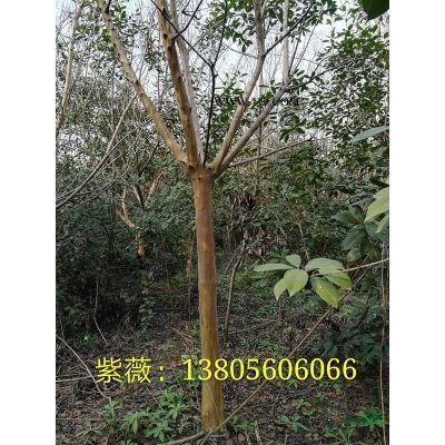 安徽合肥（肥西）精品乌桕