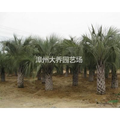 福建漳州小叶榕行情报价/福建漳州小叶榕图片展示