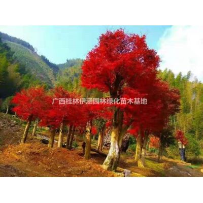 2021年广西中国红枫新报价  咨询桂林伊涵园林绿化苗木基地