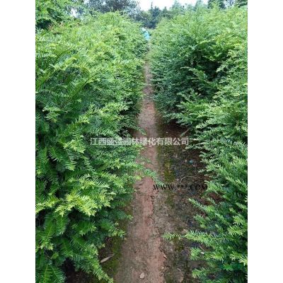 马褂木价格，马褂木(鹅掌秋)规格